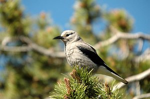 Jay, Clark's Nutcracker, 2005-06193501 RMNP, CO